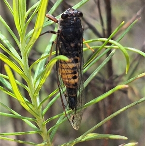 Yoyetta sp. (genus) at Bungendore, NSW - suppressed