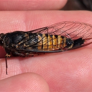 Yoyetta sp. (genus) at Bungendore, NSW - suppressed