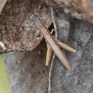 Acrididae sp. (family) at Hall, ACT - 1 Dec 2024 01:29 PM