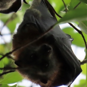 Pteropus poliocephalus (Grey-headed Flying-fox) at Kangaroo Valley, NSW by lbradley