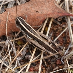 Macrotona australis (Common Macrotona Grasshopper) at Hall, ACT - 1 Dec 2024 by Anna123