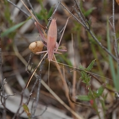 Tinzeda lobata (A katydid) at Hall, ACT - 1 Dec 2024 by Anna123