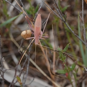 Unidentified at suppressed - 1 Dec 2024