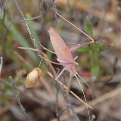 Tinzeda lobata at Hall, ACT - 1 Dec 2024 11:39 AM