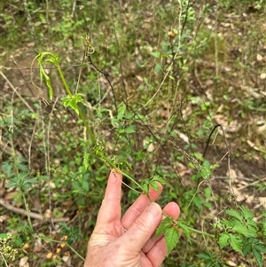 Cayratia clematidea (Slender Grape) at Kangaroo Valley, NSW by lbradley