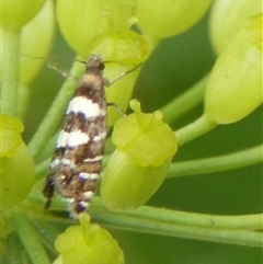 Glyphipterix meteora (A Sedge Moth) at Charleys Forest, NSW - 1 Dec 2024 by arjay