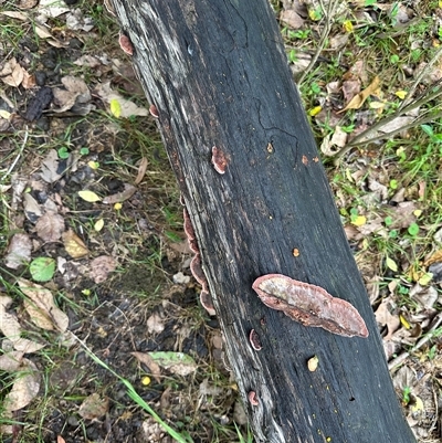 Rhodofomitopsis lilacinogilva complex (Lilac Shelf Fungus) at Kangaroo Valley, NSW - 1 Dec 2024 by lbradley