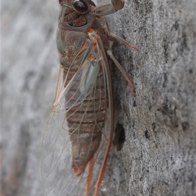 Yoyetta sp. (genus) (Firetail or Ambertail Cicada) at Hall, ACT - 1 Dec 2024 by Anna123