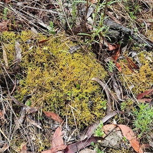 Cladia aggregata (A lichen) at Hawker, ACT by sangio7