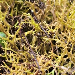 Cladia aggregata at Hawker, ACT - 1 Dec 2024