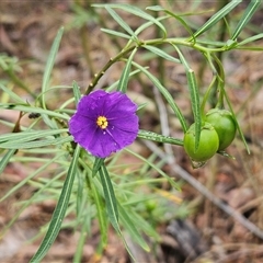 Solanum linearifolium (Kangaroo Apple) at Hawker, ACT - 1 Dec 2024 by sangio7