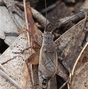 Eurepa marginipennis (Mottled bush cricket) at Hall, ACT by Anna123