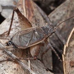 Eurepa marginipennis at Hall, ACT - 1 Dec 2024