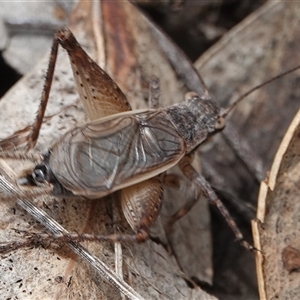 Eurepa marginipennis at Hall, ACT - 1 Dec 2024 12:38 PM