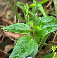 Pseuderanthemum variabile (Pastel Flower) at Kangaroo Valley, NSW - 1 Dec 2024 by lbradley