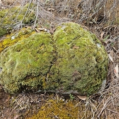 Grimmia sp. - 1 Jan 1900 by sangio7