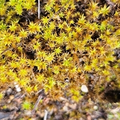 Polytrichaceae sp. (family) at Hawker, ACT - 1 Dec 2024 by sangio7