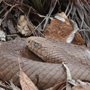 Pseudonaja textilis (Eastern Brown Snake) at Hall, ACT by Anna123