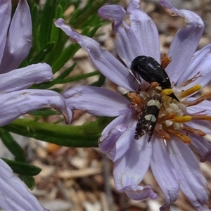 Mordellidae (family) at Yarralumla, ACT - 28 Nov 2024 11:45 AM