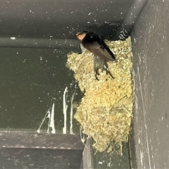 Hirundo neoxena (Welcome Swallow) at Fyshwick, ACT - 1 Dec 2024 by KMcCue