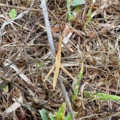 Acrida conica (Giant green slantface) at Yarralumla, ACT - 30 Nov 2024 by KMcCue