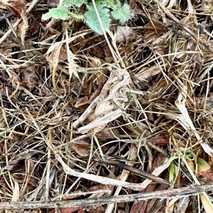 Oedaleus australis (Australian Oedaleus) at Yarralumla, ACT by KMcCue