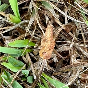 Gastrimargus musicus (Yellow-winged Locust or Grasshopper) at Yarralumla, ACT by KMcCue