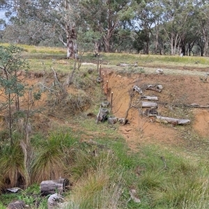 Vulpes vulpes at Aranda, ACT - 1 Dec 2024 05:14 PM