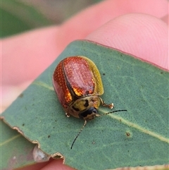 Paropsisterna bimaculata (Tasmanian Eucalyptus Leaf Beetle) at Bungendore, NSW - 1 Dec 2024 by clarehoneydove