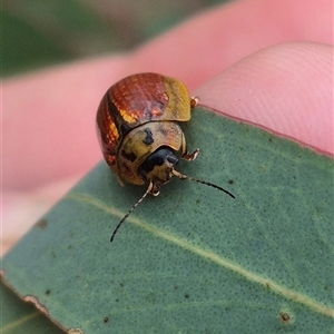 Paropsisterna bimaculata at Bungendore, NSW - suppressed