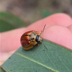 Paropsisterna bimaculata at Bungendore, NSW - suppressed