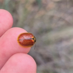 Paropsisterna bimaculata at Bungendore, NSW - 1 Dec 2024