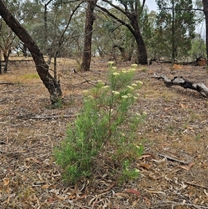 Cassinia longifolia (Shiny Cassinia, Cauliflower Bush) at Hawker, ACT by sangio7