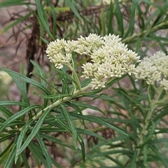 Cassinia longifolia at Hawker, ACT - 1 Dec 2024