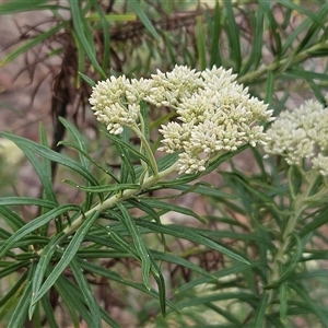 Cassinia longifolia at Hawker, ACT - 1 Dec 2024