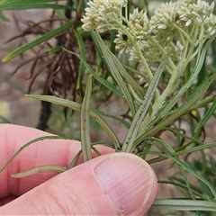 Cassinia longifolia at Hawker, ACT - 1 Dec 2024