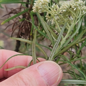 Cassinia longifolia at Hawker, ACT - 1 Dec 2024