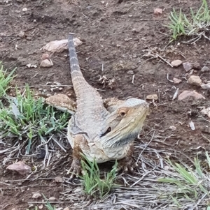 Pogona barbata at O'Connor, ACT - 1 Dec 2024