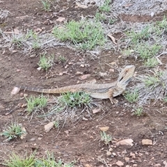 Pogona barbata at O'Connor, ACT - suppressed