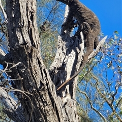 Varanus varius (Lace Monitor) at Burrinjuck, NSW - 1 Dec 2024 by Bidge