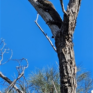 Varanus varius at Burrinjuck, NSW - suppressed