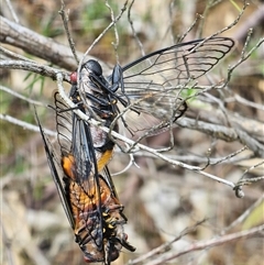 Psaltoda moerens (Redeye cicada) at Burrinjuck, NSW - 1 Dec 2024 by Bidge