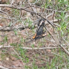 Psaltoda moerens at Burrinjuck, NSW - 1 Dec 2024 04:46 PM