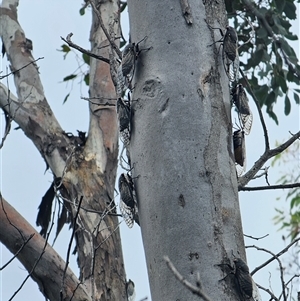 Psaltoda moerens at Burrinjuck, NSW - 1 Dec 2024 04:46 PM