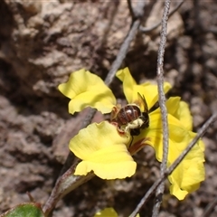 Euhesma sp. (genus) at Glen Davis, NSW - 23 Nov 2024 by SapphFire