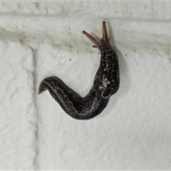 Limax maximus (Leopard Slug, Great Grey Slug) at Hawker, ACT - 1 Dec 2024 by sangio7