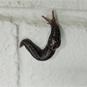 Limax maximus at Hawker, ACT - suppressed