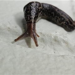 Limax maximus at Hawker, ACT - suppressed