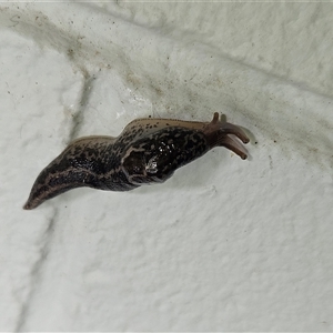 Limax maximus at Hawker, ACT - suppressed