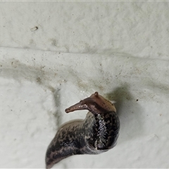 Limax maximus at Hawker, ACT - 1 Dec 2024